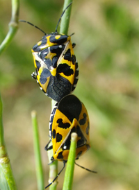 Harlequin Bug